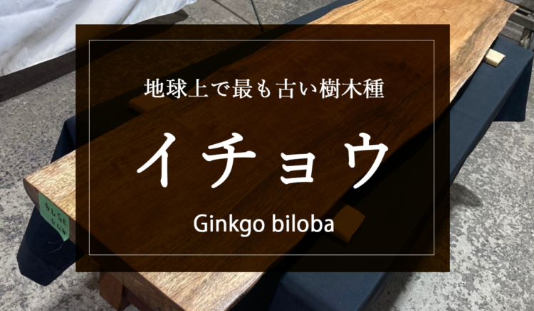 【銀杏（イチョウ）】時間とともに独特の味わいを出す美しい銘木。