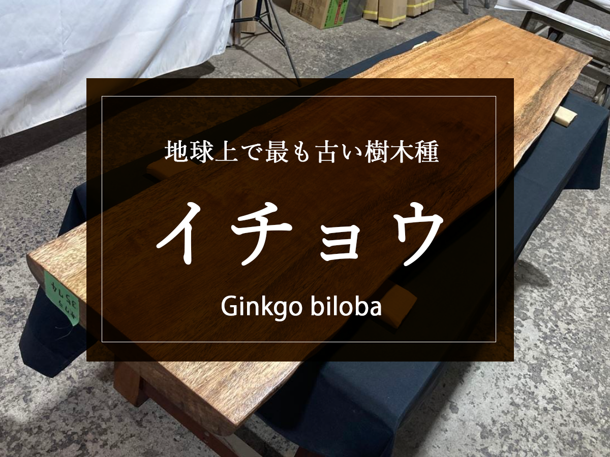 【銀杏（イチョウ）】時間とともに独特の味わいを出す美しい銘木。